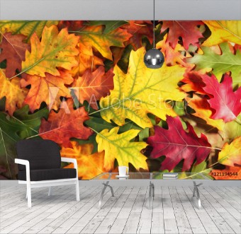 Picture of Artistic colorful oak autumn season leaves background